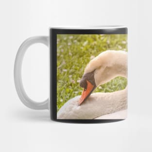 Sleeping Mute Swan Mug